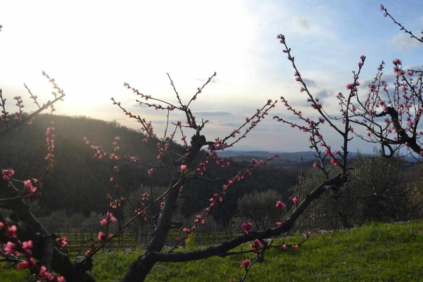 Agriturismo San Silvestro San Donato in Poggio エクステリア 写真