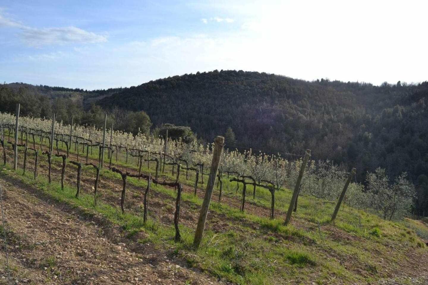 Agriturismo San Silvestro San Donato in Poggio エクステリア 写真